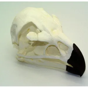 Golden Eagle Skull