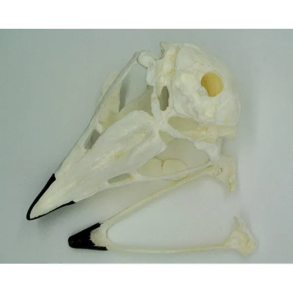 Golden Eagle Skull